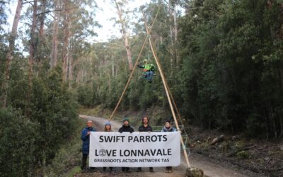Logging of Critical Swift Parrot Habitat Halted Again as TWS & GRANT Unite in Show of Defiance