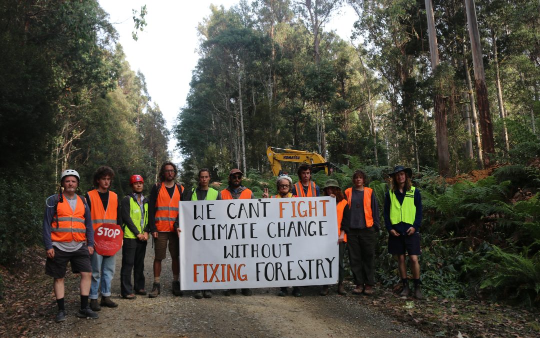 Community Members Halt Forestry Operations in Carbon-Rich Styx Valley